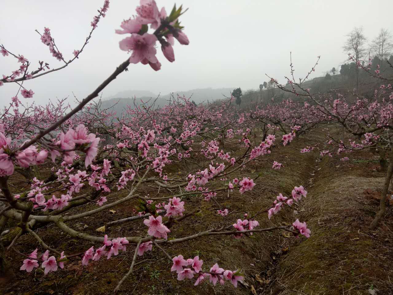 龙泉桃花故里的桃花开啦