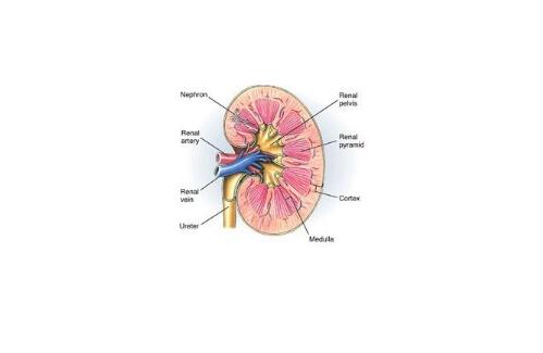 下面就让我们一健康 5,肾区疼痛,为其重要症状,常为腰背部压迫感或