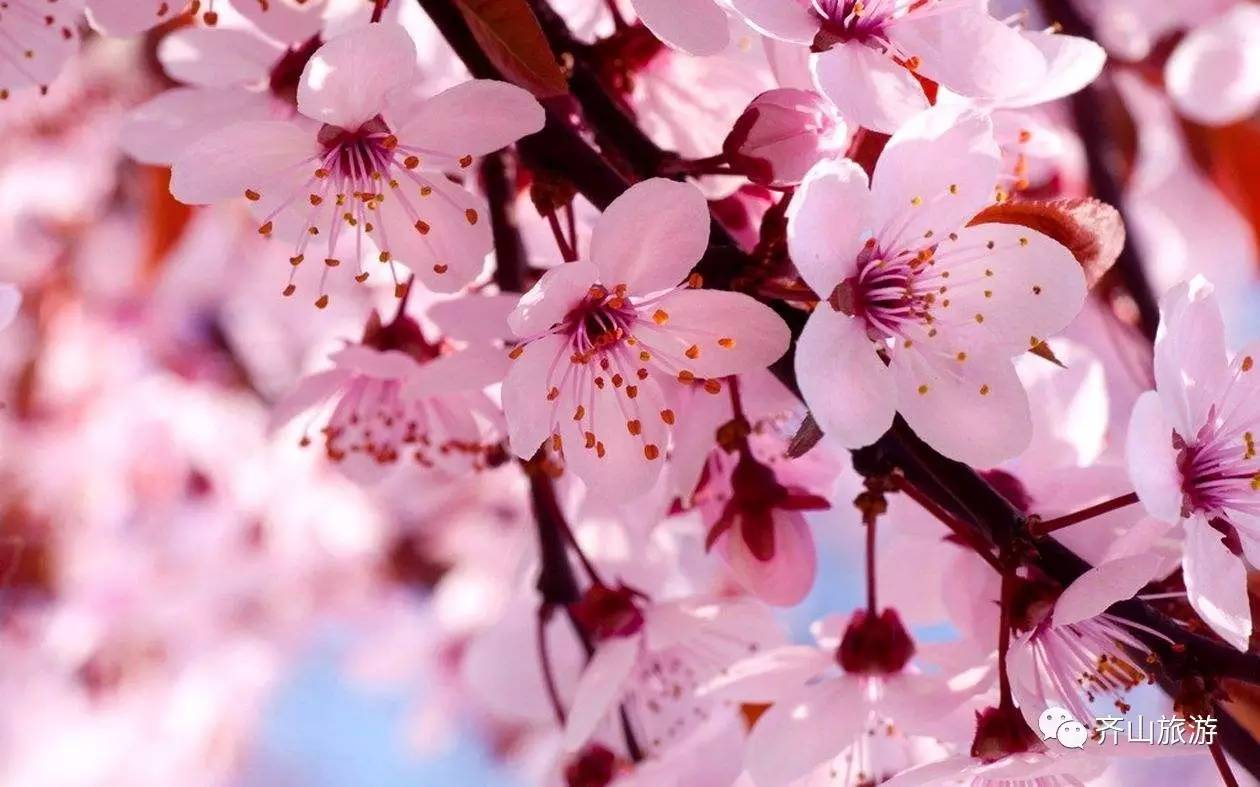 或许淄博这个地方是你的不二之选 4月1日—30日  淄川齐山樱花节