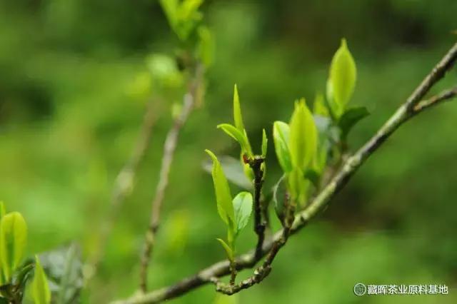 野生茶独立成簇不成拢,旁枝自然生长受光,茶树周体同时生长,养分汲取