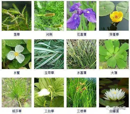 为了潜心研究水培盆栽收藏了这果博平台100种水生植物(图5)