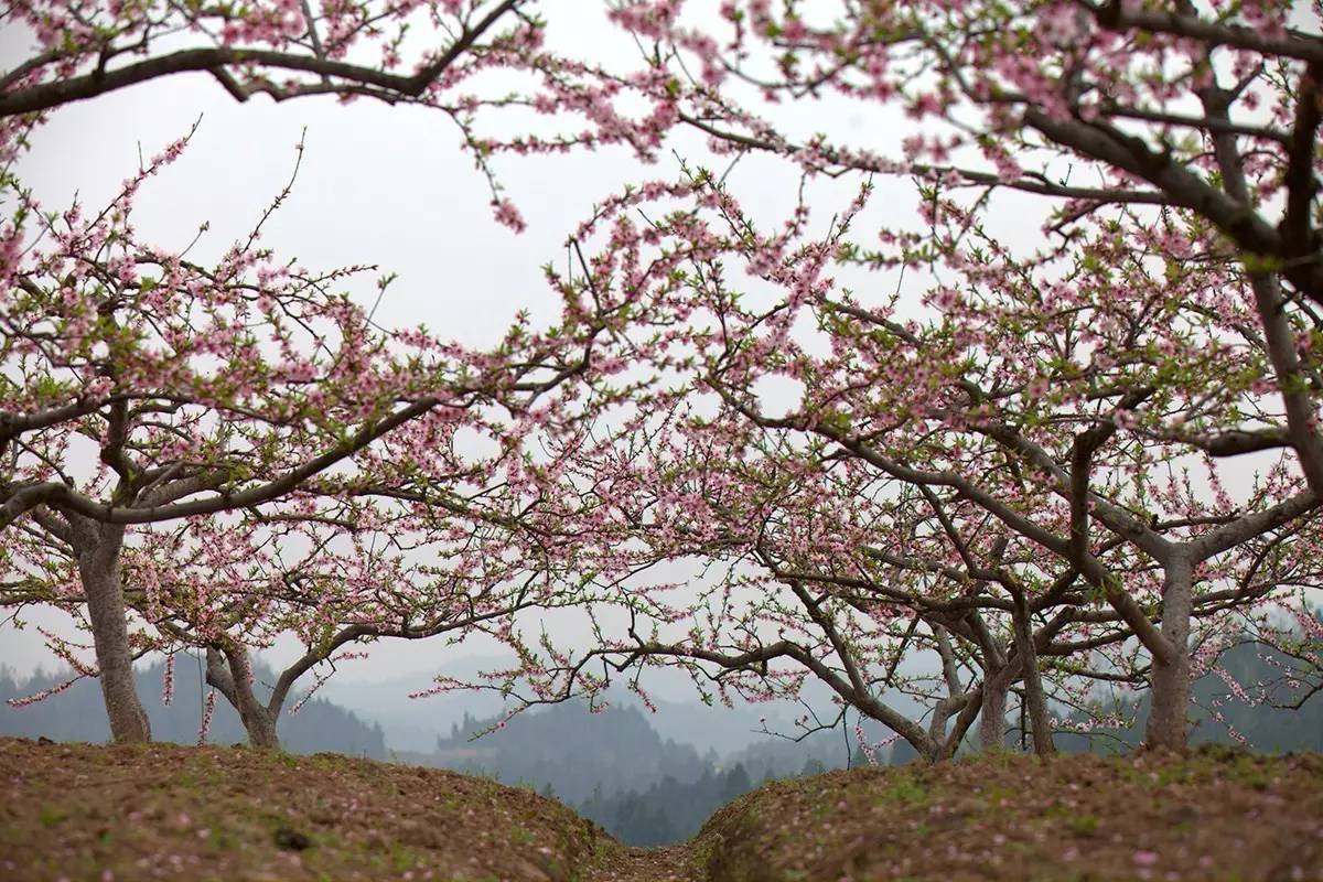 天空上的桃花源——首届西充县航拍摄影大赛征稿启事