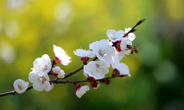 杏花大都单朵开放,花朵十分饱满.花期2-3月,花落后长叶.