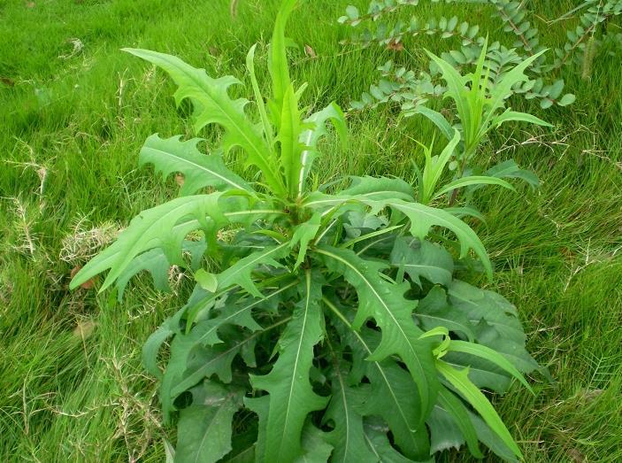 这种野菜含有较多的胡萝卜素和维生素全草均可入药