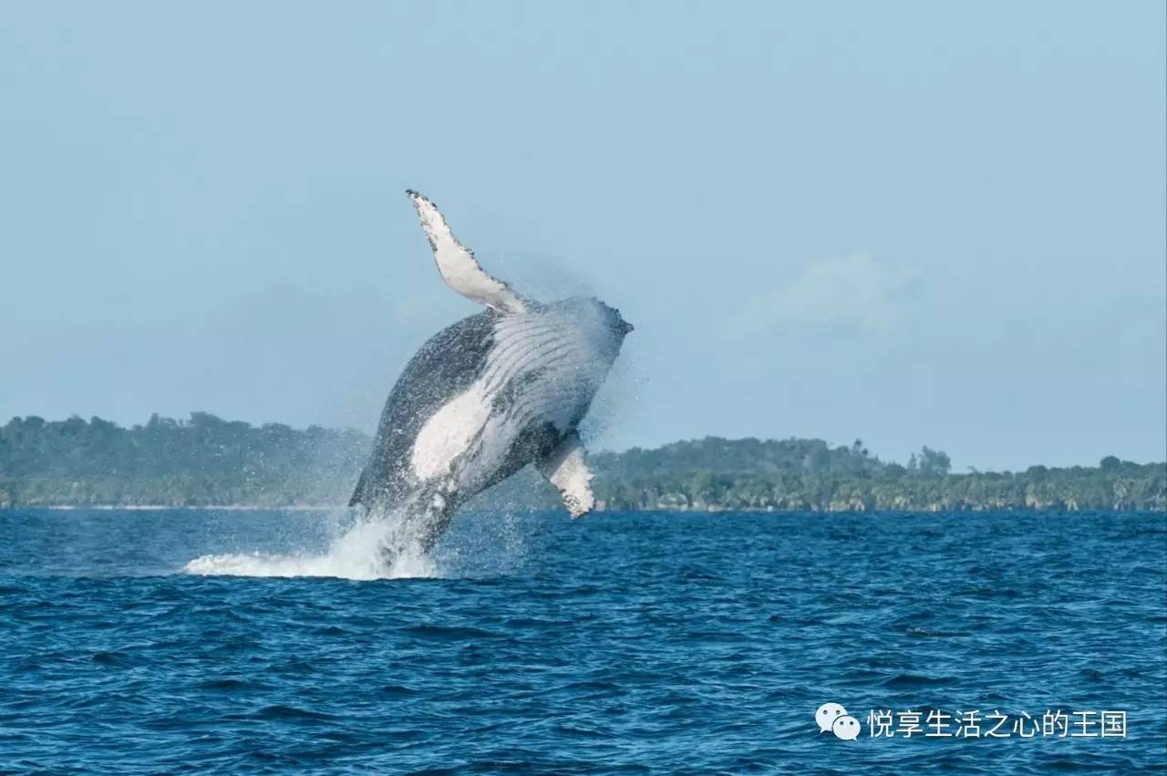 优美的海洋舞者-座头鲸