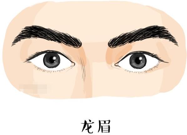 龙眉   龙眉,属于男子最佳的眉毛,特征是眉头圆,整体弯而向上,眉尾