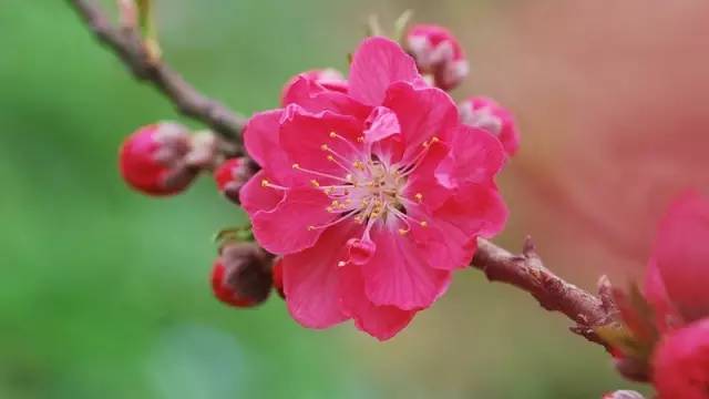 一滩屎一枝花猜成语_七叶一枝花