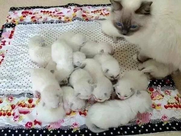 网友家的布偶猫一窝生了16只,那场面,太壮观了!