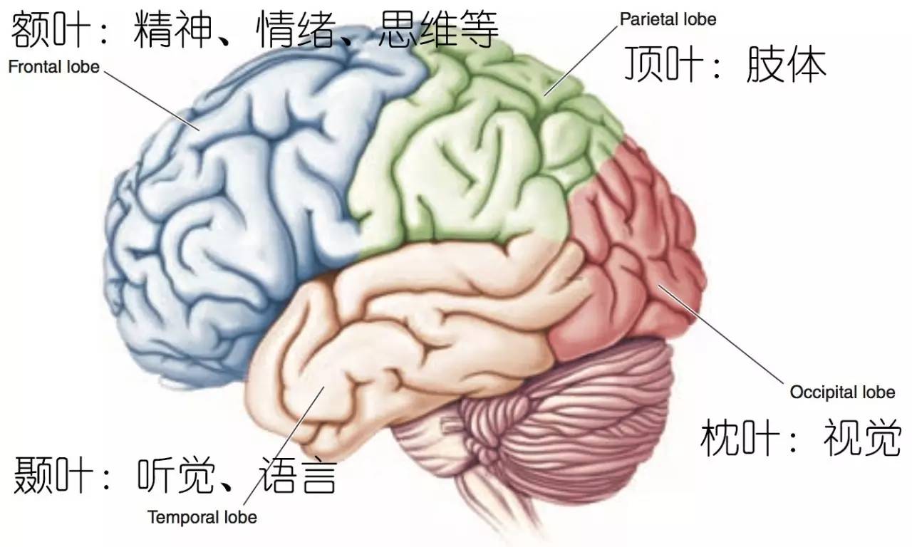 其它 正文  图四:脑的主要分区和功能 药物治疗的原理是基于人们对脑