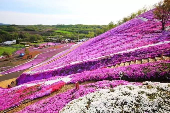 5月,北海道的春天到了樱花开了~1000 的机票你不该错过