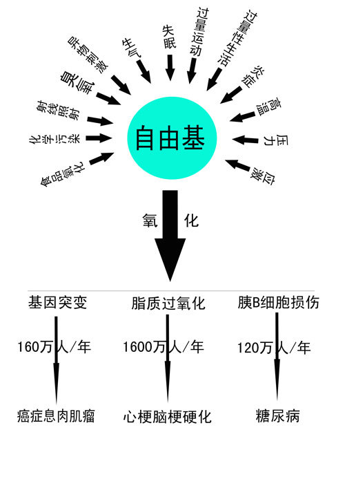 自由基ros是一种缺乏电子的物质(不饱和电子物质,进入人体后到处争夺