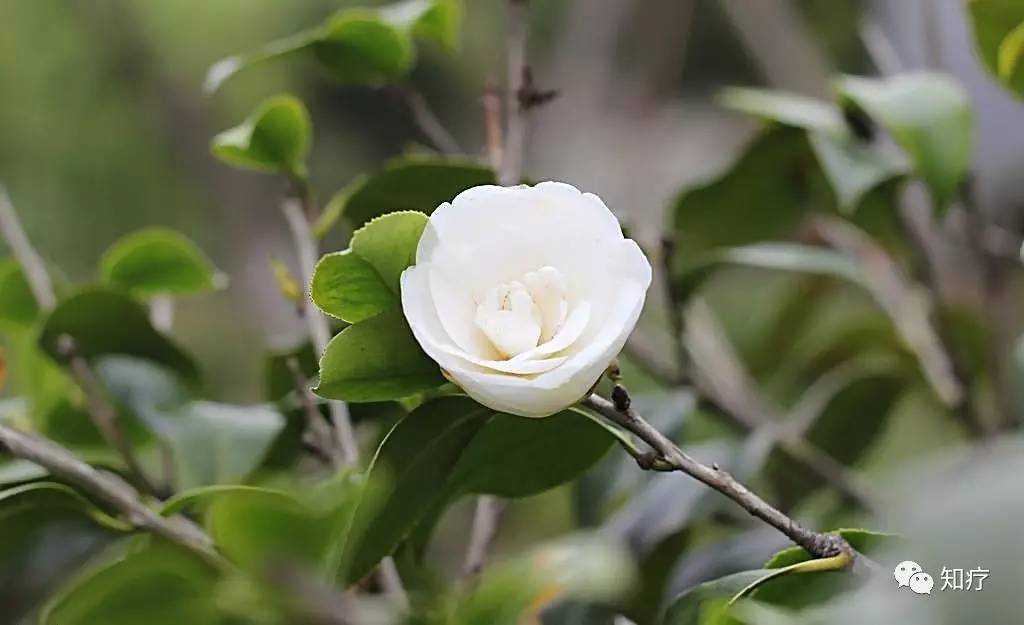 日记  观察山茶花你有什么发现作文400字答:现在已经是春天,正是茶花