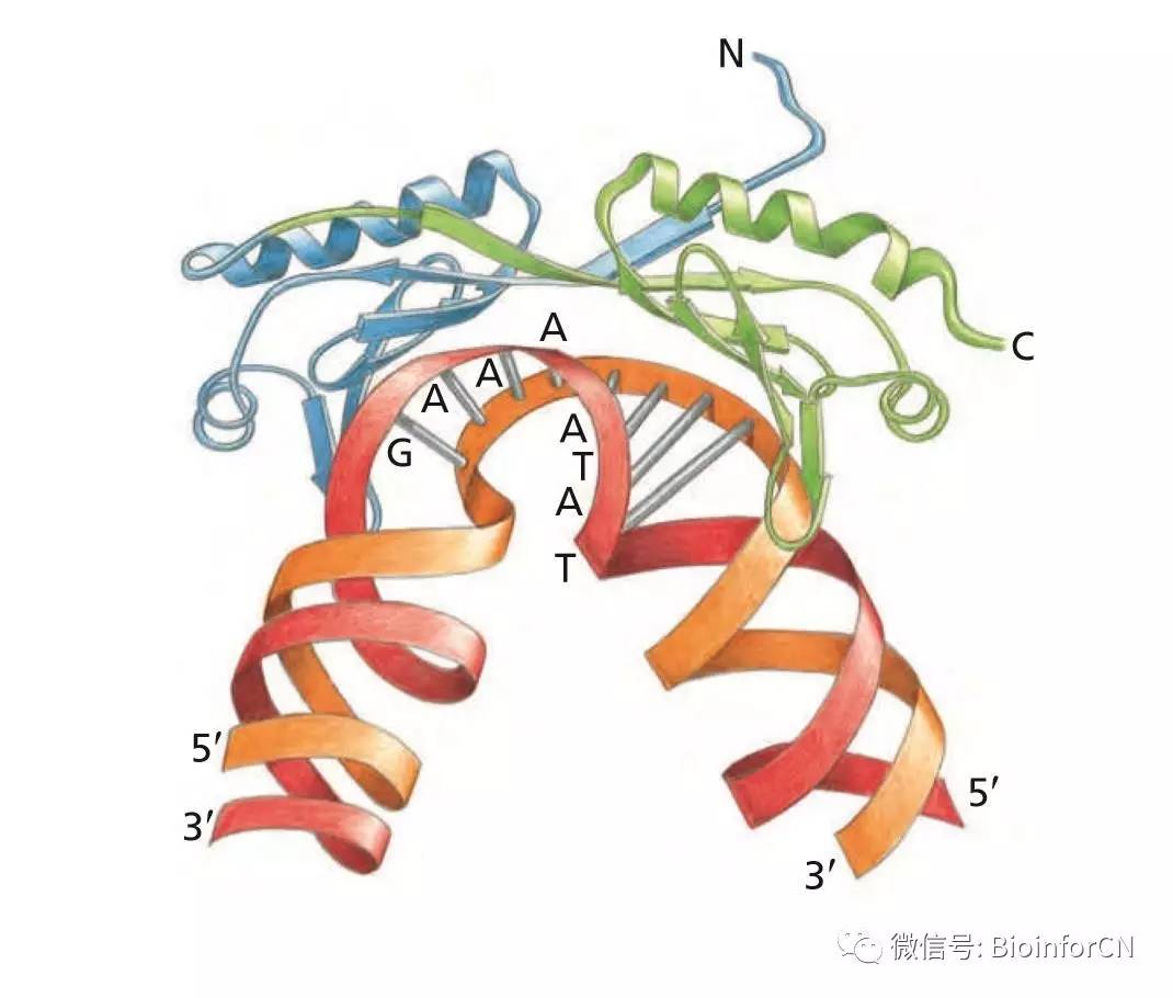 艺术细胞##妙笔生化#转录因子与rna聚合酶(《细胞的分子生物学》6th