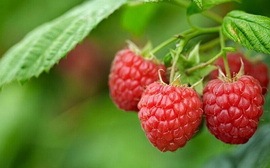 伊宁- 特产树莓