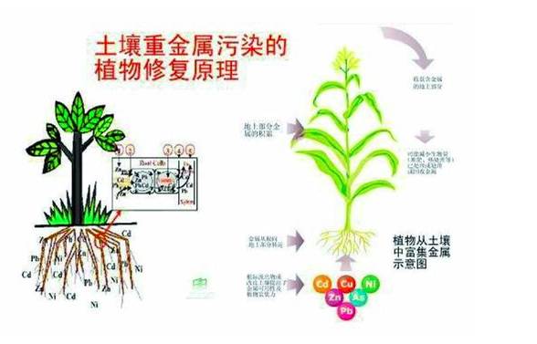 金属在土壤中有难降解,毒性强,易累积等特点,它们或通过渗漏进入地下