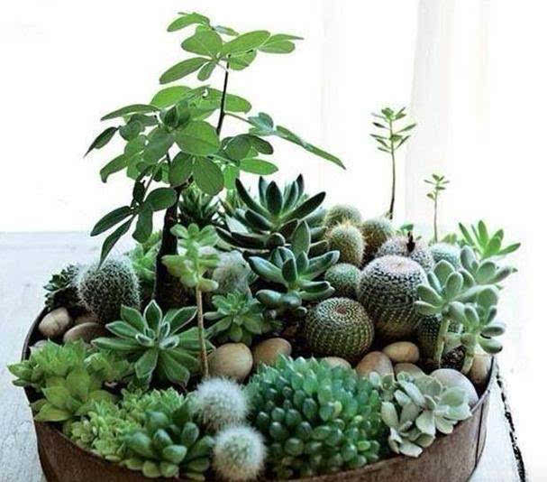 我最喜爱的植物_我最喜欢的植物