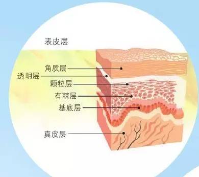 角质层充当的角色是?