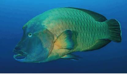 2. 苏眉鱼 humphead wrasse (cheilinus undulates)