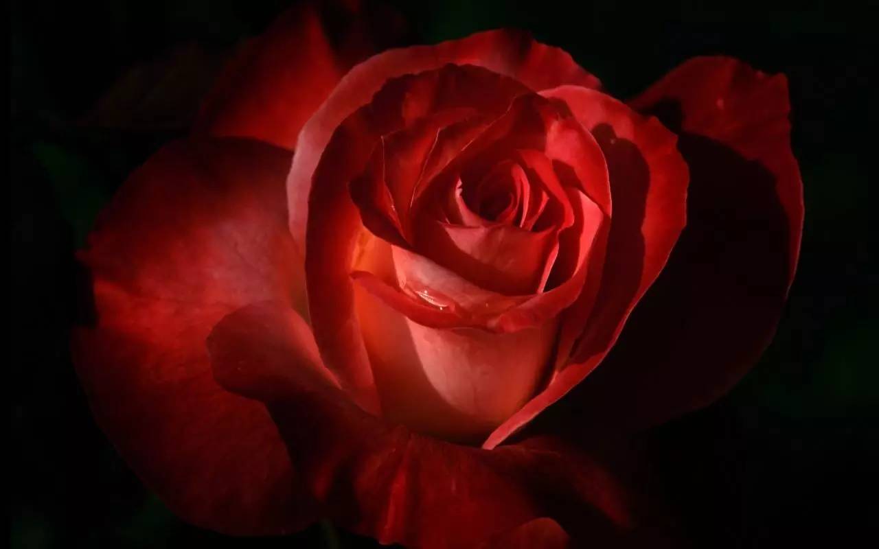 浪漫红玫瑰图片素材_免费下载_jpg图片格式_VRF高清图片500570402_摄图网
