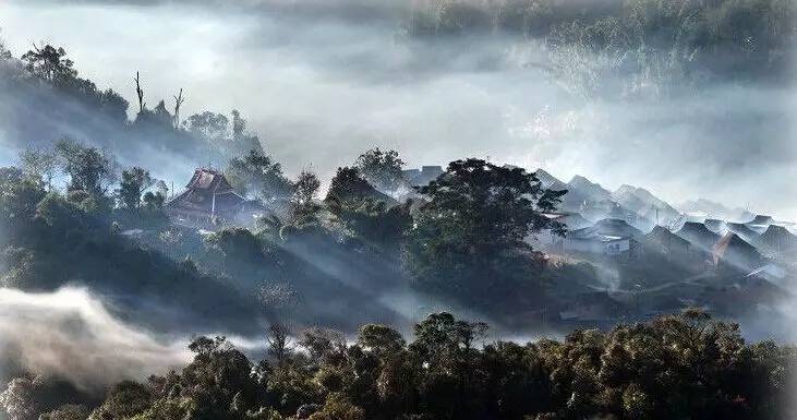 探秘千年古茶树,游离万亩古茶山【中国茶山行—云南普洱茶皇室