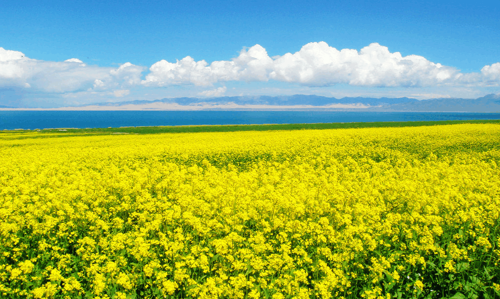 油菜花开了，出去撒野吧！