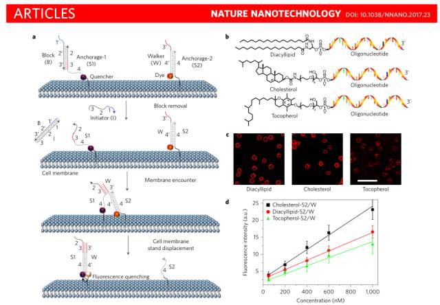 nanotechnology发表研究成果:开发了基于dna的新型步行探测探针