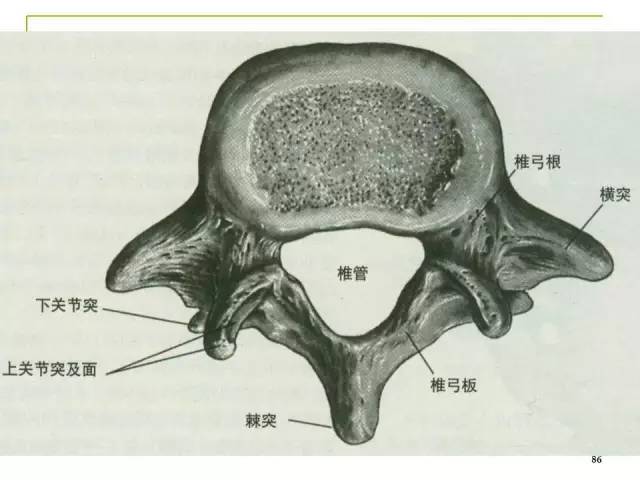 腰椎间孔的解剖与临床