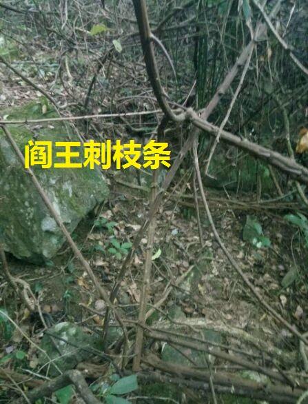 湘西苗医情缘之树名不见经传,此树生虫咋这么值钱