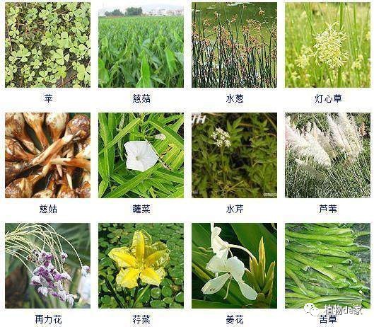 为了潜心研究水培盆栽收藏了这果博平台100种水生植物(图3)