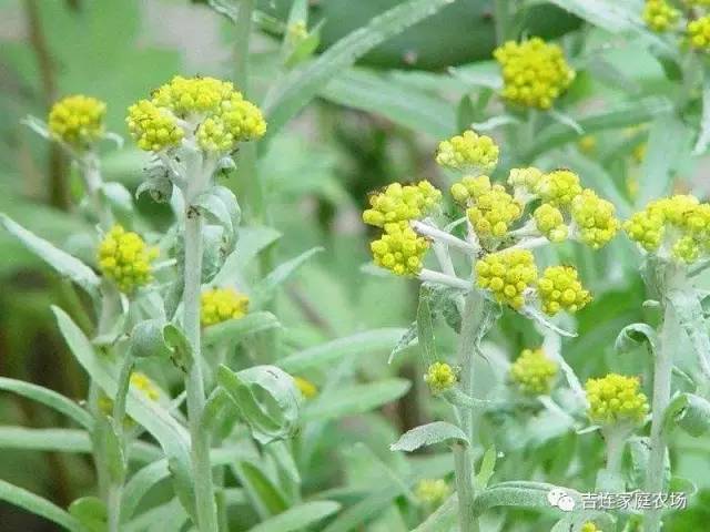 老妈采来得的"暖菇"也叫"暖春花,学名其实叫水菊草,鼠曲草,鼠麹草.