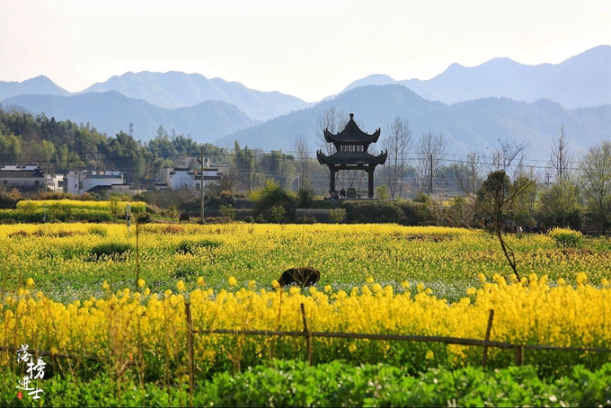 【最美春天】黟县屏山,最美的风景在故乡