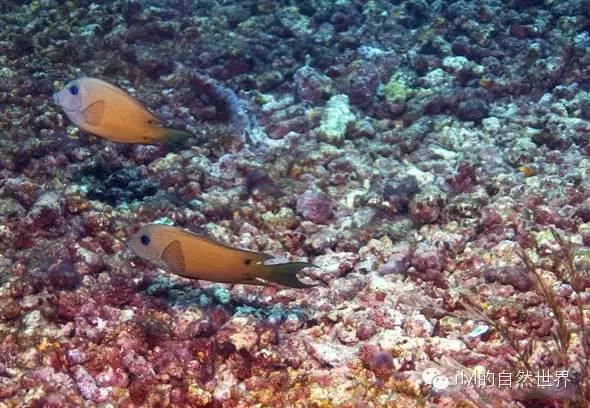 【rlyl物种说】今日-双斑栉齿刺尾鱼(twospot surgeonfish)