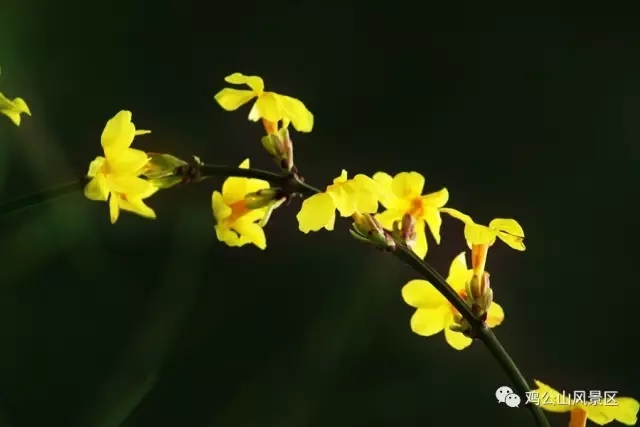 迎春花是春天的使者,开三春一束芬芳,慰人间一缕花香.