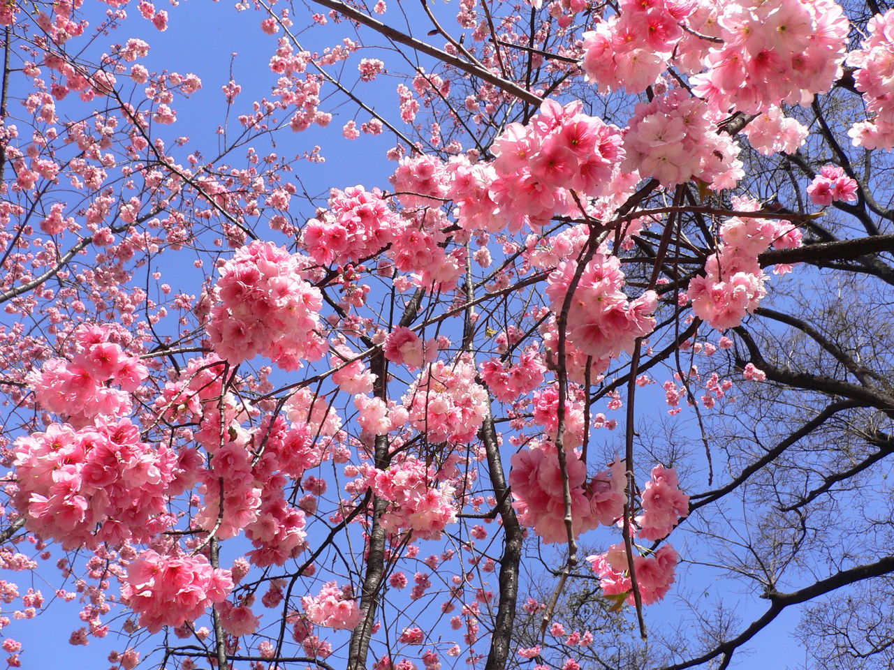 樱花树下的的美女图片壁纸_电脑主题下载站