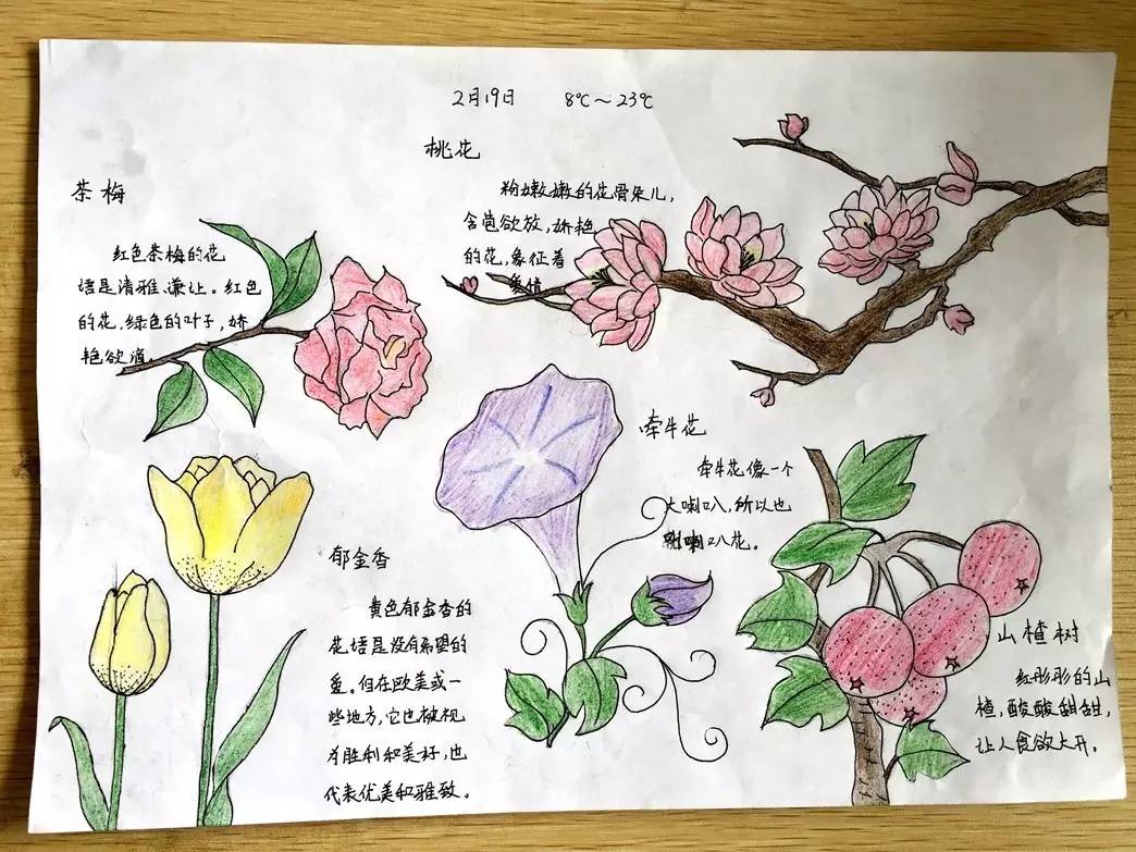 绿眼睛自然笔记│花花世界,澧浦小学的孩子有一双发现