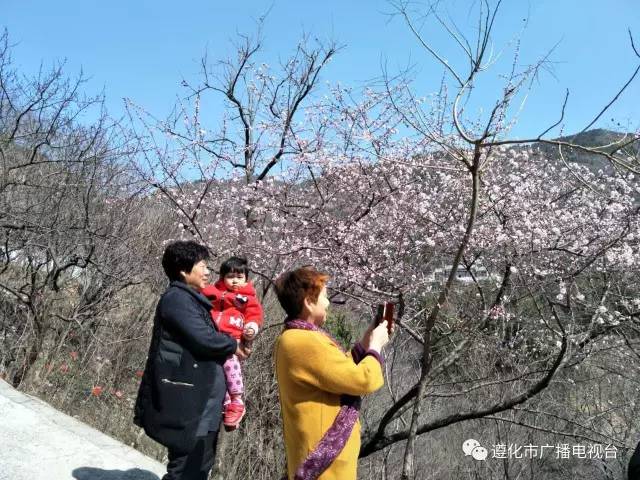 遵化桃花山的万亩桃花真的开了!花期不等人,抓紧来探春!