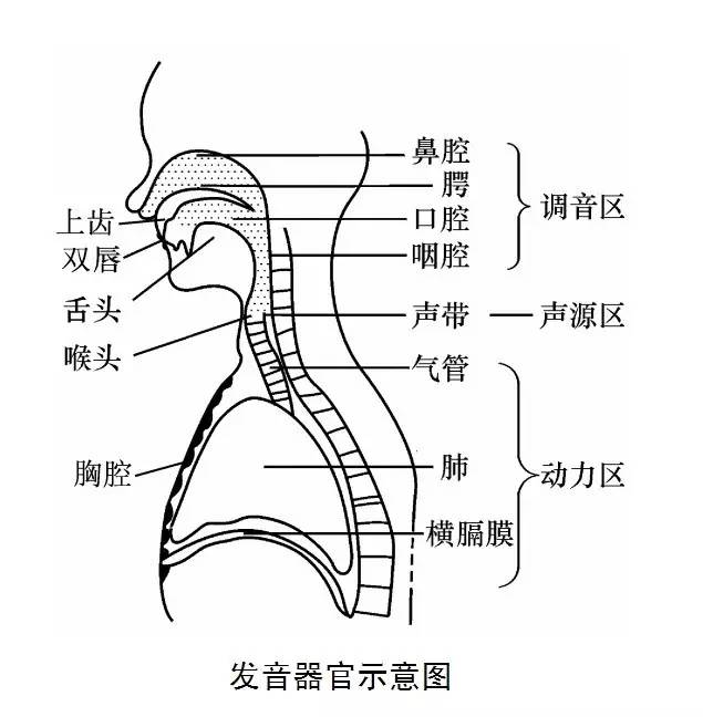 播音主持声母发声技巧训练