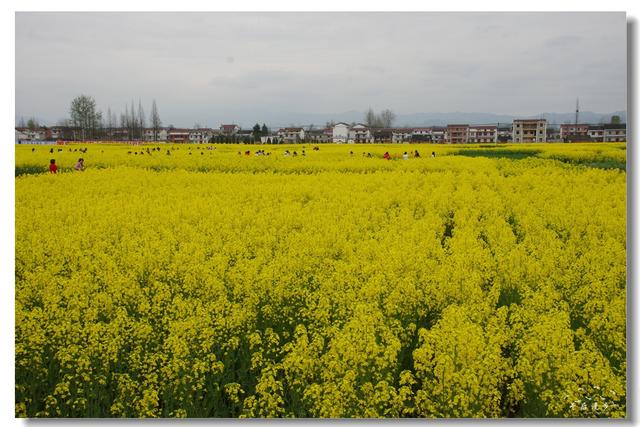 香花什么成语_香花是什么(2)