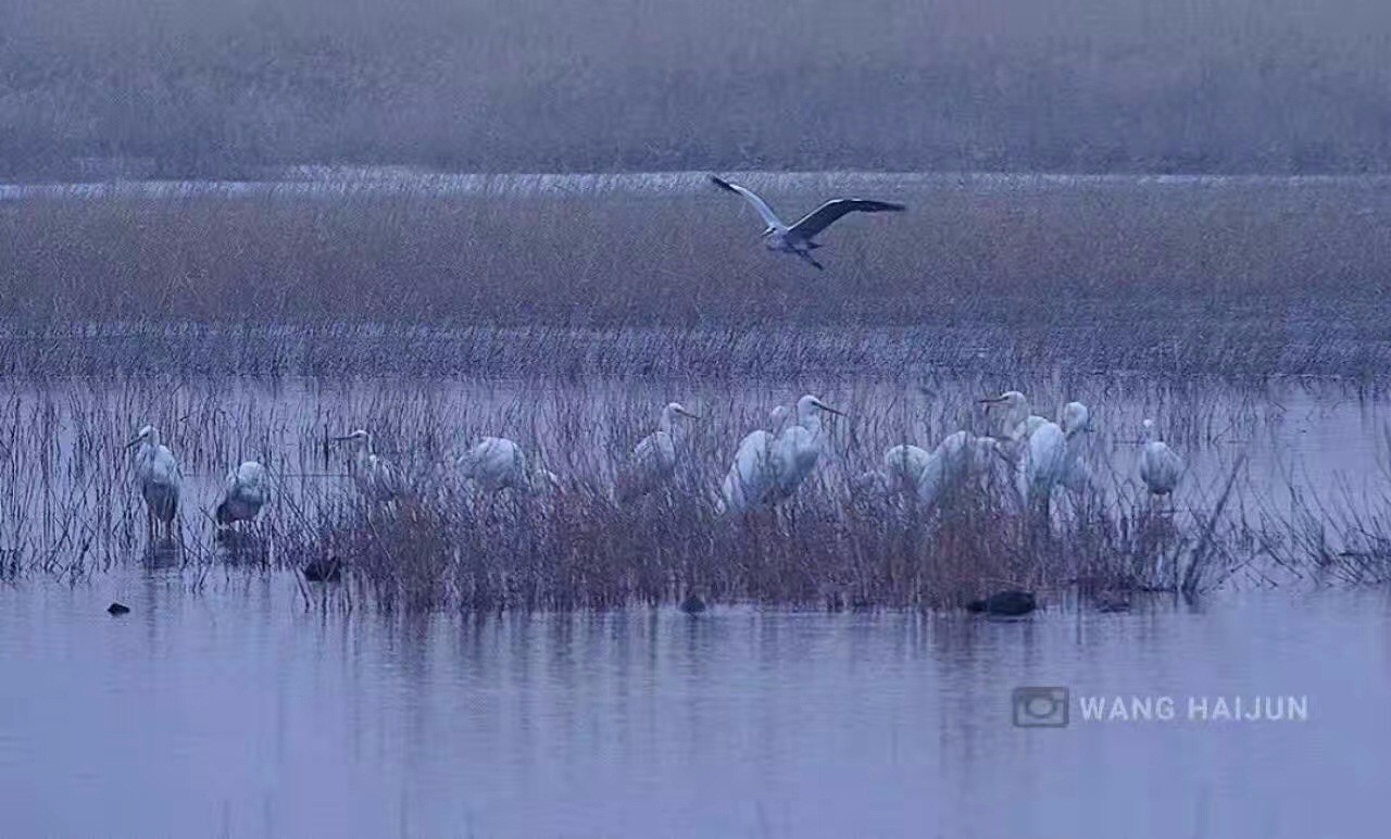 【央广网】伊旗东红海子湿地公园迎来大量候鸟北归,美