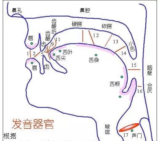 如何区分平舌音与翘舌音区别