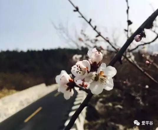 降温!刮风!下雪!平谷的天气又要耍流氓啦!