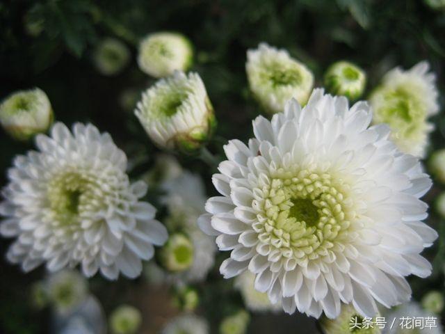 花意花语—60种常见花语集锦,值得一看