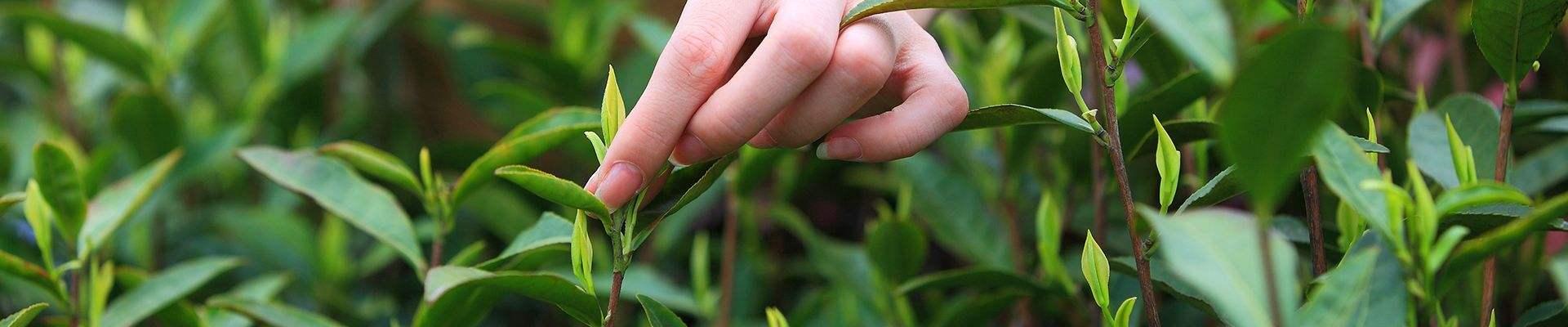 英美科学家20年研究:绿茶是肿瘤的克星,应该常喝