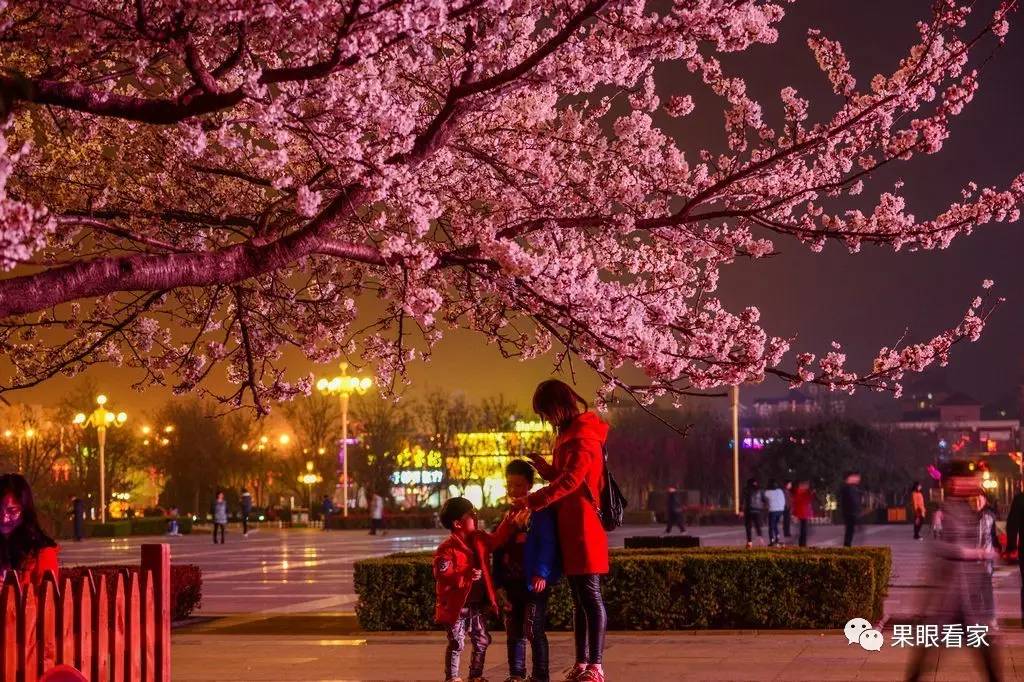 原创:我们大鹤壁正式开启樱花节模式