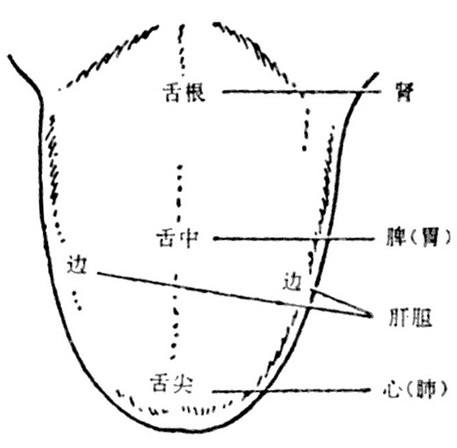 舌根:舌根归肾,舌根红,肾不好,女性多宫寒,男性多阳痿.