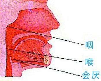 看看你是咽炎还是喉炎 对症下药 才能解决问题