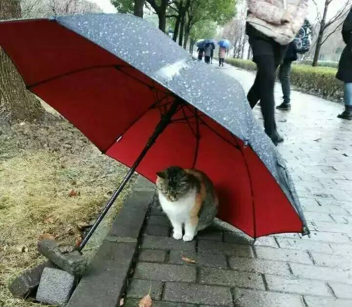 在赏花 踏青的同时 不要忘了保护它们哟 下雨的时候记得给小猫咪撑伞