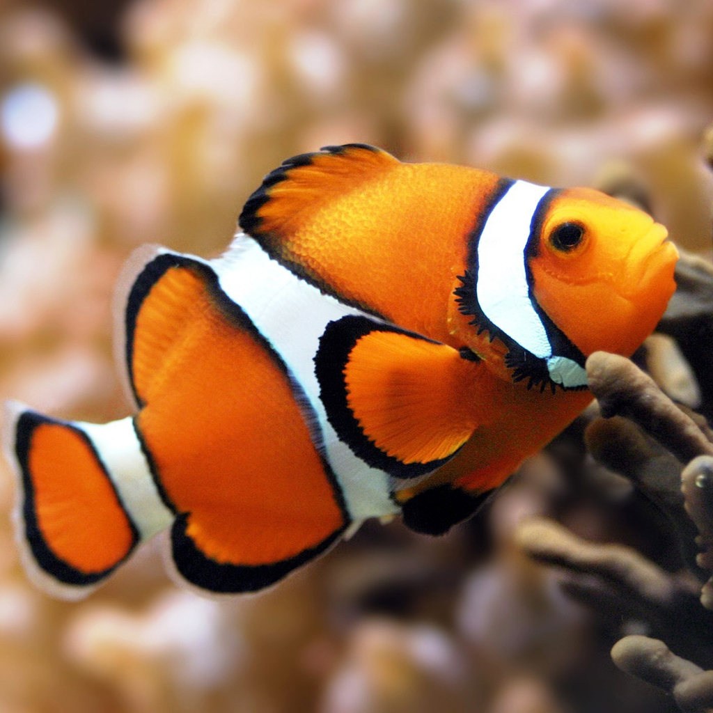 名字虽然叫小丑鱼,可是它们有多美你知道吗