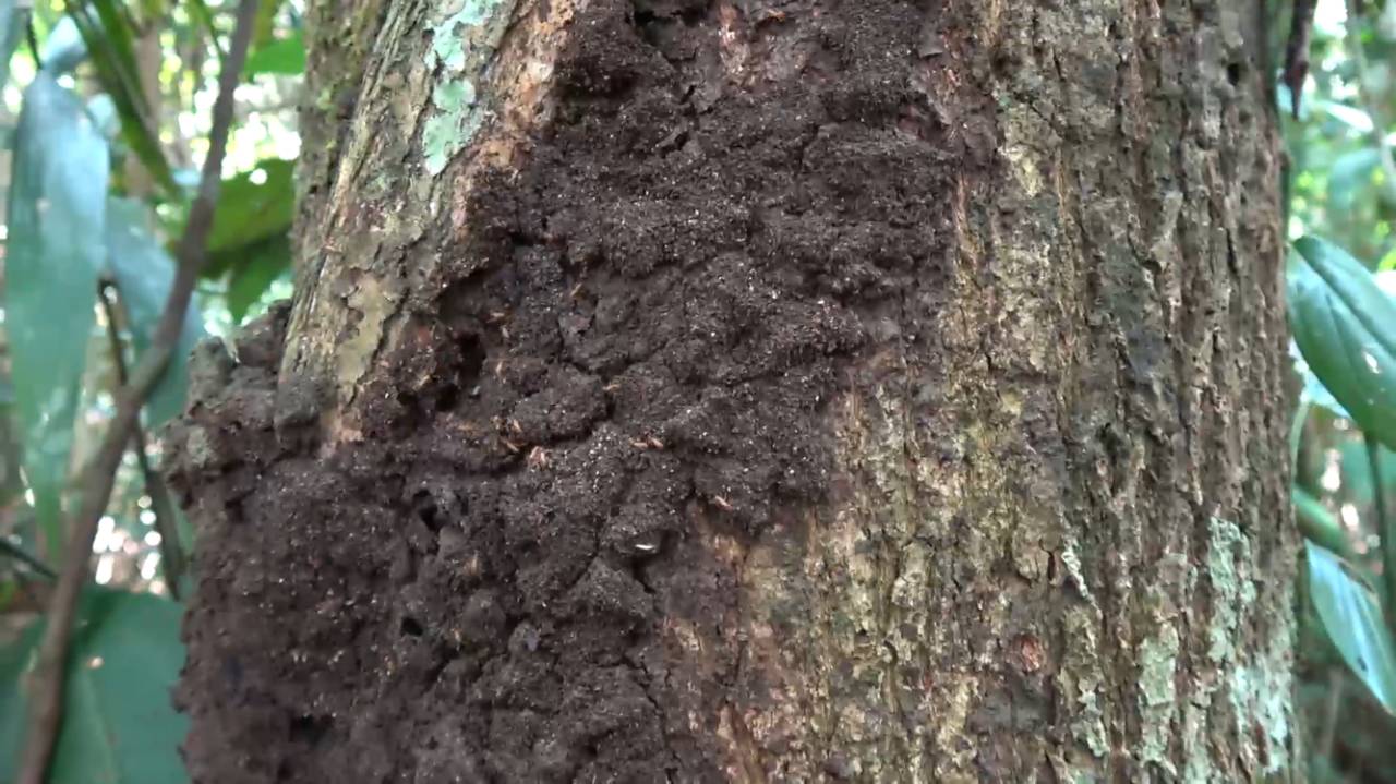 亚马逊荒野生存标配:来一口大肉虫子配蚂蚁