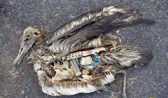 这只已经死亡的南非虎鲸,揭破后体内竟然堆积了大量塑料袋.